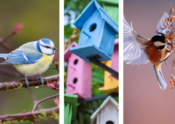 Intymne życie ptaków – porozmawiajmy w Jaktorowie!